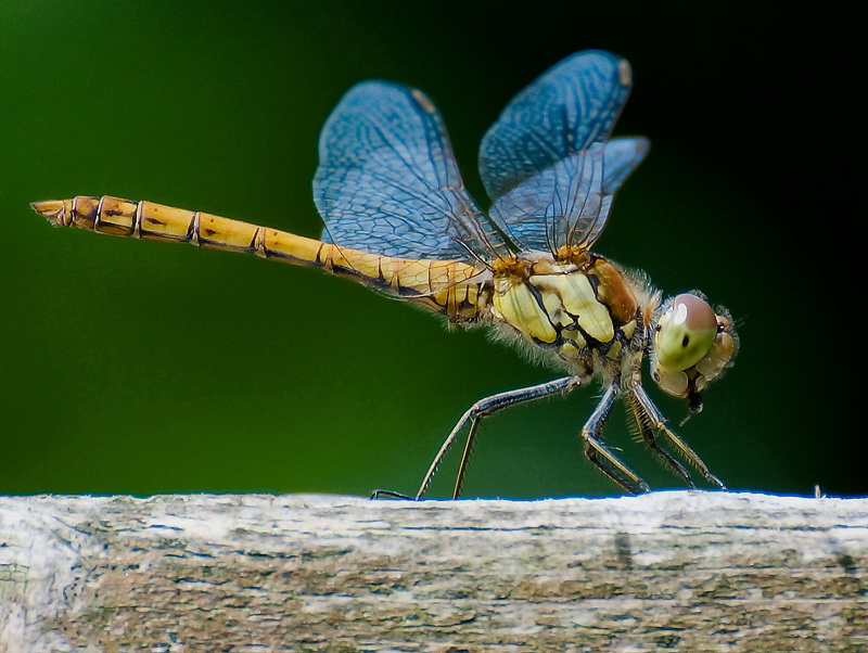 Tiere Aasee BocholtD35_9371 als Smart-Objekt-1 Kopie.jpg - Auf dem Rückweg von Bocholt Richtung Wohnmobilstellplatz sind wir über einen Biotoplehrpfad gegangen. Während Anke die Hinweistafeln studierte, entdeckte ich diese wunderschöne Libelle . Sie ist auch brav sitzen geblieben während ich das Objektiv wechselte. Den Nachmittag verbrachten wir ziemlich kaputt vom vielen laufen im Liegestuhl auf dem Stellplatz